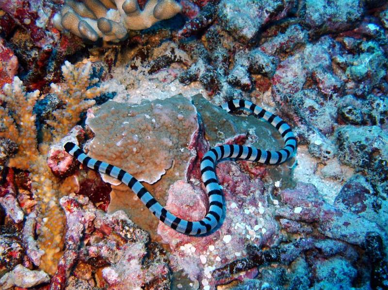 SIMILAN NOV 2008 .PHOTO LORAN (224).JPG